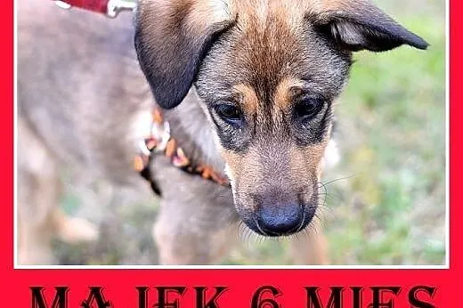 6 mies. szczeniak,piesek MAJEK,docelowo średni,szczepiony,  łódzkie Łódź