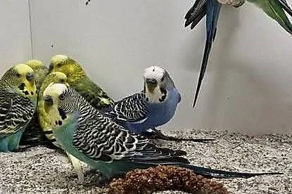 Papugi faliste papużki samiec samica, Opolskie, Żędowice