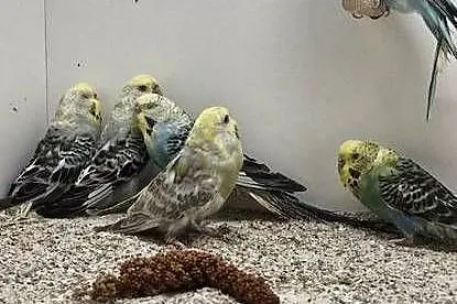 Papugi faliste papużki samiec samica, Opolskie, Żędowice
