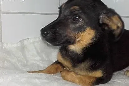 Lala - suczka szczeniak do adopcji,  dolnośląskie 