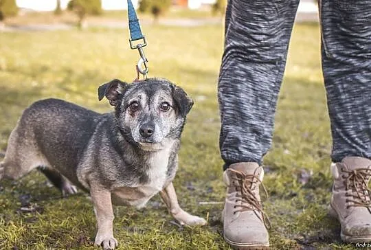 Bandi-radosny, delikatny do dzieci i bezkonfliktowy pies!, , Kłomnice