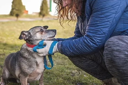 Bandi-radosny, delikatny do dzieci i bezkonfliktowy pies!, , Kłomnice