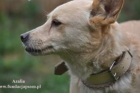 Azalia- śliczna sunia,  mazowieckie Nowy Dwór Mazo