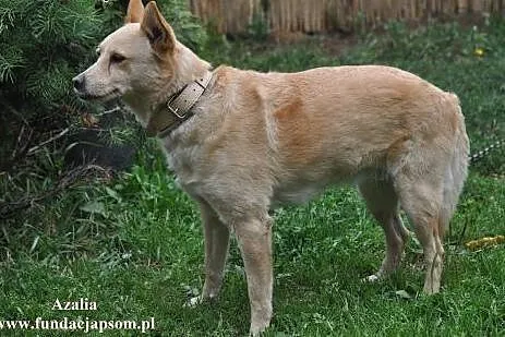 Azalia- śliczna sunia,  mazowieckie Nowy Dwór Mazo