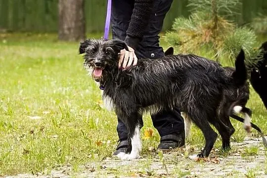 Roczny psiak - prześliczny Pingu :)