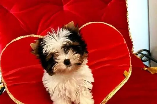 Mini samczyk Leo Biewer Yorkshire terrier do 1,50kg