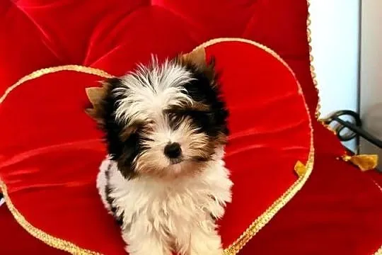 Mini samczyk Leo Biewer Yorkshire terrier do 1,50kg, Śląskie, Orzesze