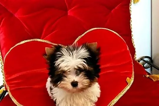 Mini samczyk Leo Biewer Yorkshire terrier do 1,50kg, Śląskie, Orzesze