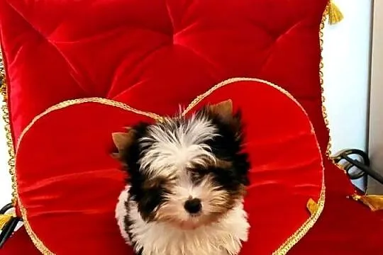 Mini samczyk Leo Biewer Yorkshire terrier do 1,50kg, Śląskie, Orzesze