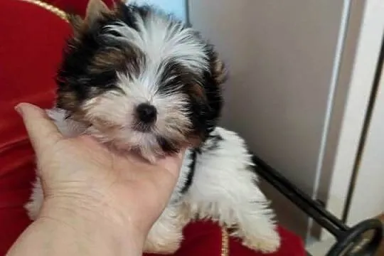 Mini samczyk Leo Biewer Yorkshire terrier do 1,50kg, Śląskie, Orzesze