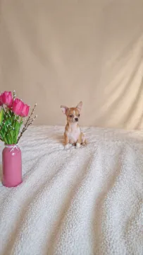 Chihuahua jasny piesek z czekoladowym noskiem wesoły przyjazny wychowany w domu gotowy do zmiany dom, , Dębna