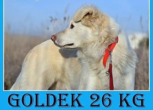 26kg,średni,przyjazny,łagodny pies GOLDEK, małopo