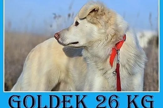 26kg,średni,przyjazny,łagodny pies GOLDEK,  małopo