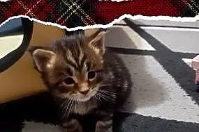 Kotki  MAINE-COON, Śląskie, Będzin