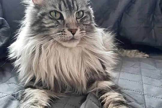 Kotki  MAINE-COON, Śląskie, Będzin