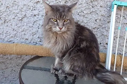 Kotki  MAINE-COON, Śląskie, Będzin