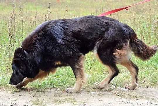 Saba - prześliczna, nieco owczarkowata dziewczyna 