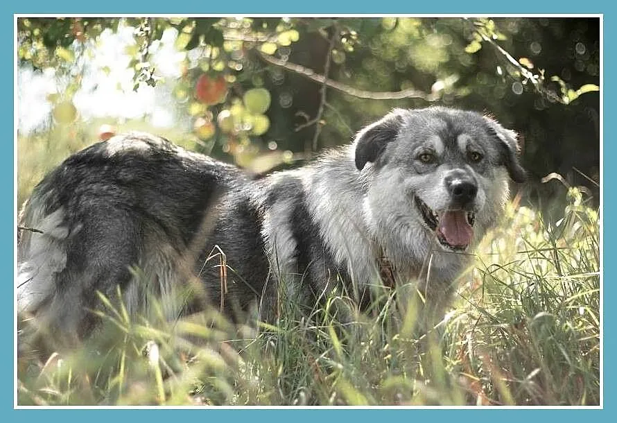 40 kg,7 lat,molosowata suka MISZKA,spokojna,zrówno