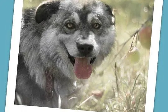 40 kg,7 lat,molosowata suka MISZKA,spokojna,zrówno