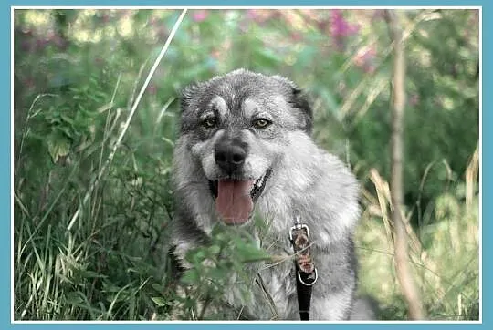 40 kg,7 lat,molosowata suka MISZKA,spokojna,zrówno