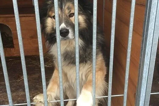 Homer piękny olbrzym do adopcji ,  Kundelki cała P
