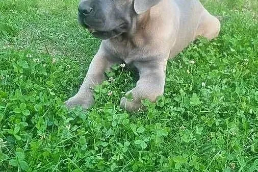 Cane corso Italiano
