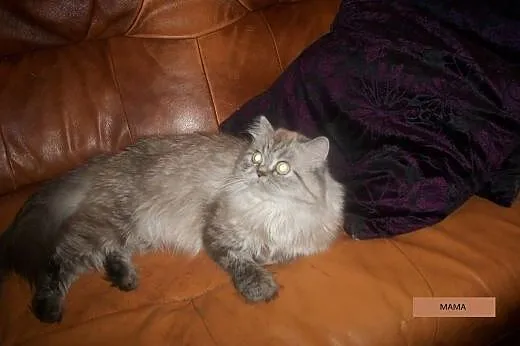 Kot perski,  warmińsko-mazurskie Giżycko