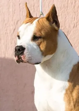 American Staffordshire Terrier Puppies King Of Montenegro, , Warszawka