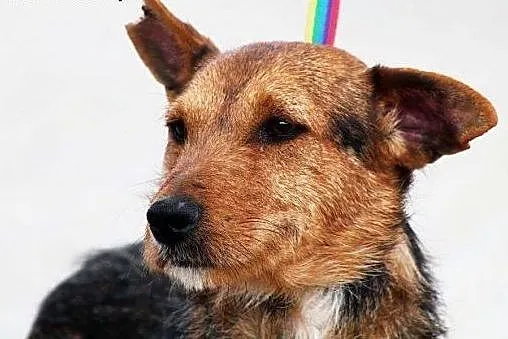 RINGO młody terierek mądry, łagodny gaśnie w schro