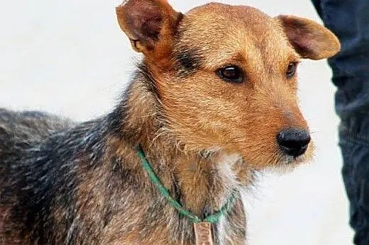 RINGO młody terierek mądry, łagodny gaśnie w schro