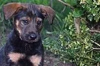 Zumba- urocza, 3 miesięczna dziewczynka do adopcji