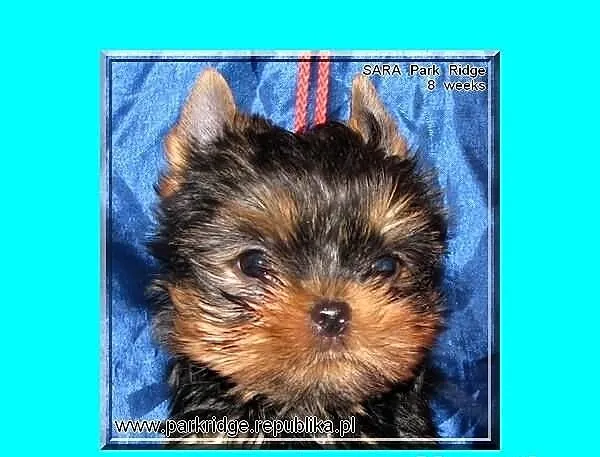 SARA - suczka 0,7 kg , york , yorki , rodowód ZKwP