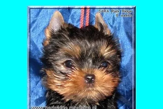 SARA - suczka 0,7 kg , york , yorki , rodowód ZKwP
