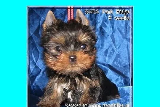 SARA - suczka 0,7 kg , york , yorki , rodowód ZKwP