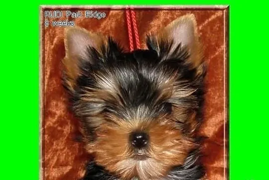 SARA - suczka 0,7 kg , york , yorki , rodowód ZKwP