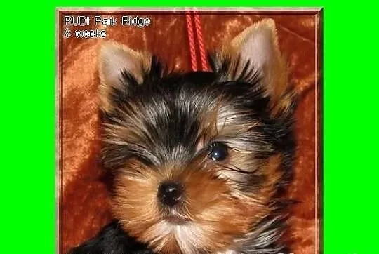 SARA - suczka 0,7 kg , york , yorki , rodowód ZKwP
