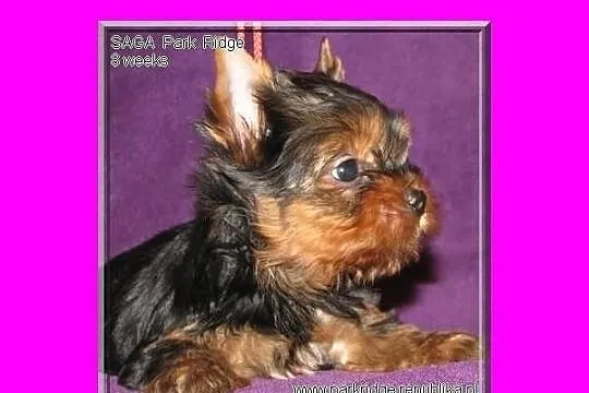 SARA - suczka 0,7 kg , york , yorki , rodowód ZKwP