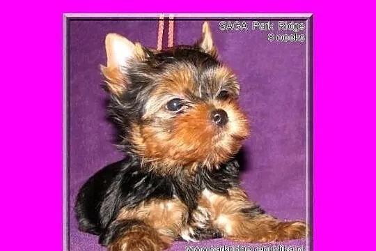 SARA - suczka 0,7 kg , york , yorki , rodowód ZKwP