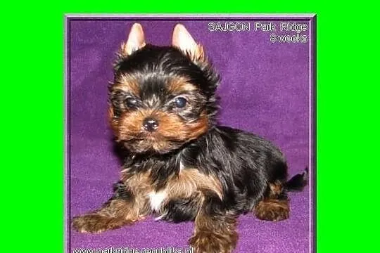 SARA - suczka 0,7 kg , york , yorki , rodowód ZKwP