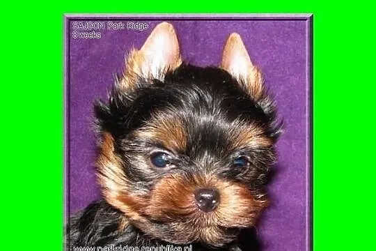 SARA - suczka 0,7 kg , york , yorki , rodowód ZKwP