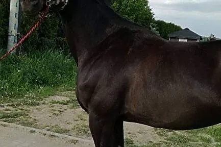 3 letni malowany wałach