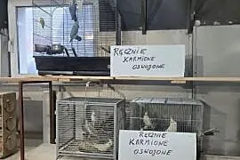 Nimfy super oswojone, ręcznie karmione.