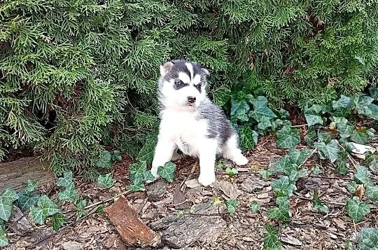Siberian husky boy