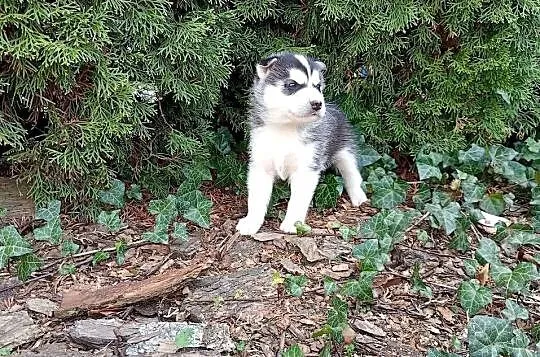 Siberian husky boy, Śląskie, Racibórz