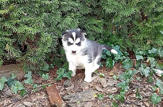 Siberian husky boy, Śląskie, Racibórz