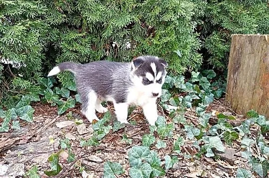 Siberian husky boy, Śląskie, Racibórz