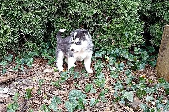 Siberian husky boy, Śląskie, Racibórz