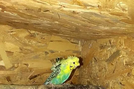 Papugi faliste helikoptery, Podkarpackie, Sędziszów Małopolski