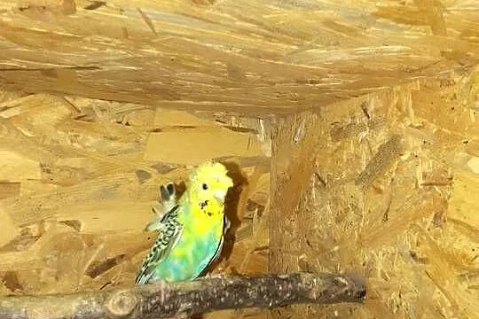 Papugi faliste helikoptery, Podkarpackie, Sędziszów Małopolski