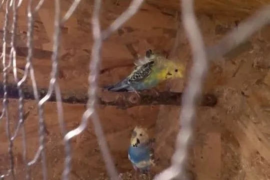 Papugi faliste helikoptery, Podkarpackie, Sędziszów Małopolski